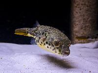 Tetraodon schoutedeni