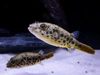 Tetraodon schoutedeni