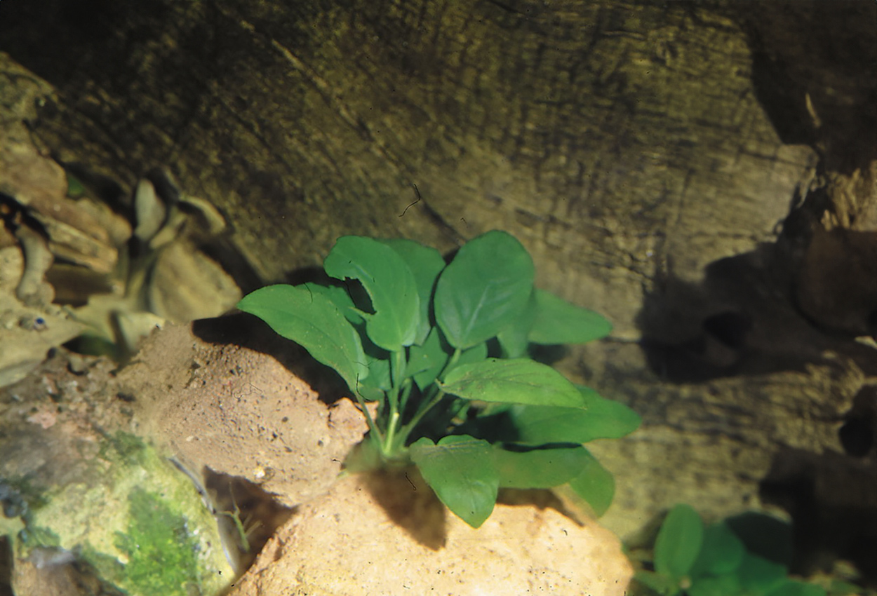 Anubias <i>barteri</i> var. <i>nana</i>