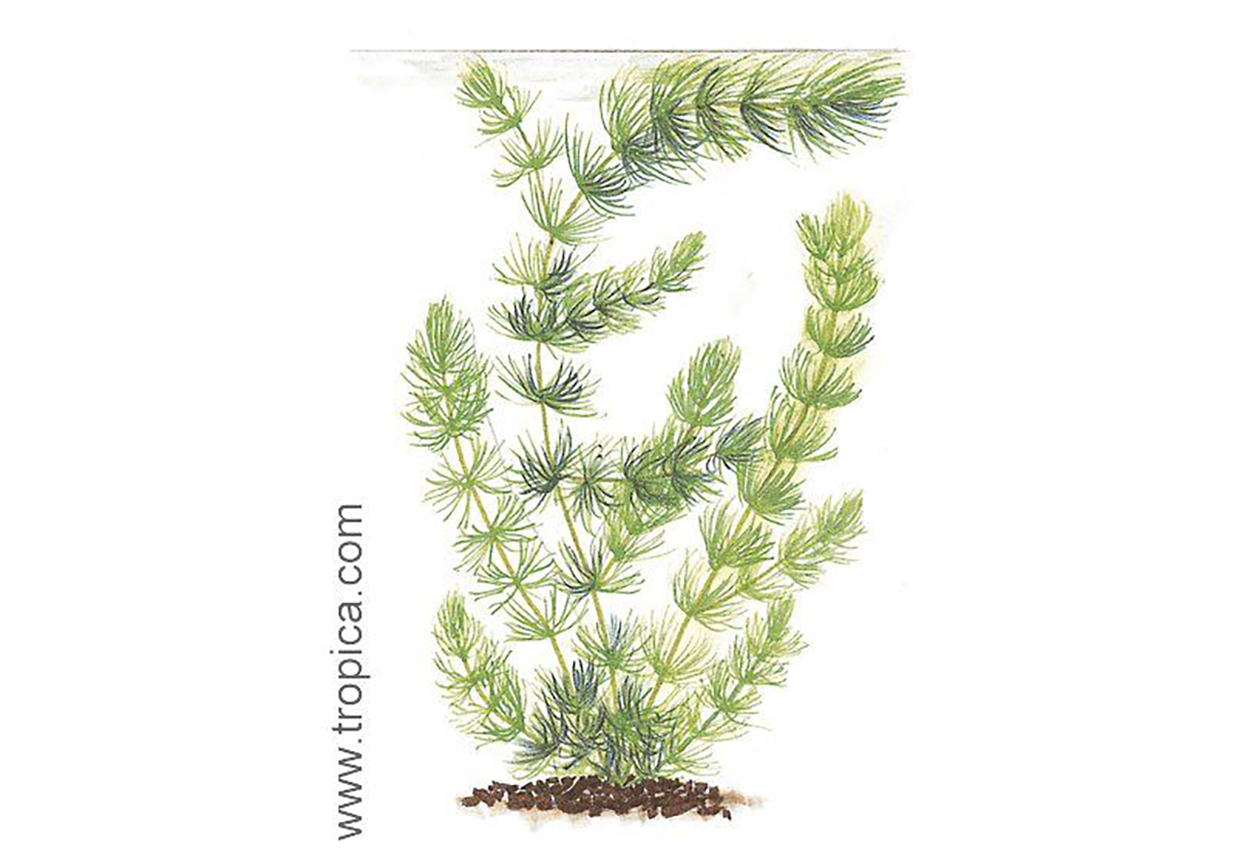 Ceratophyllum <i>demersum</i>