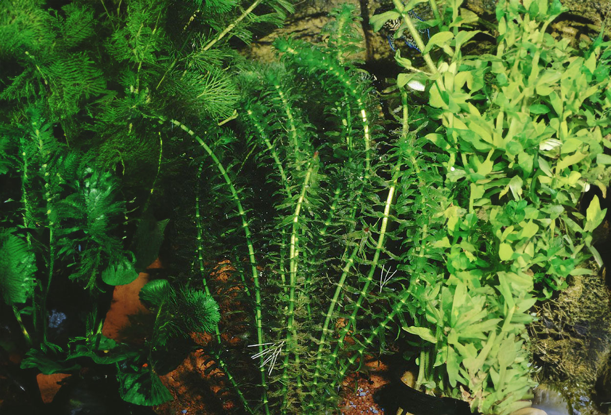 Egeria <i>densa</i>