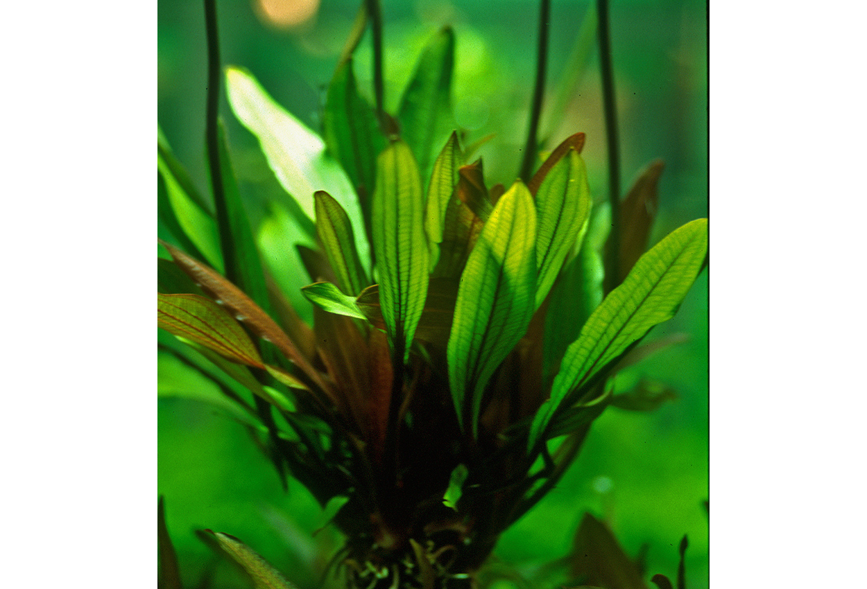 Scabers sverdplante