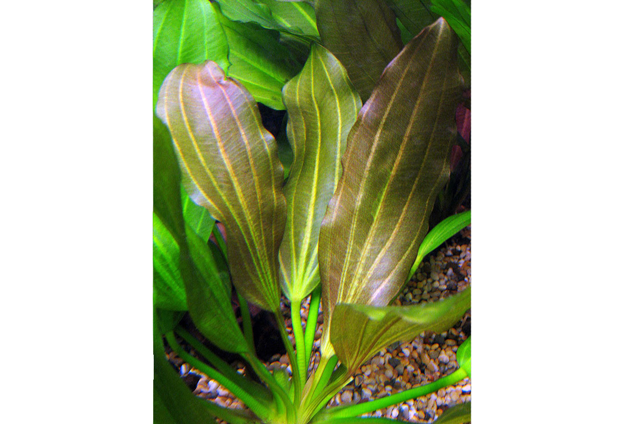 Osiris sverdplante