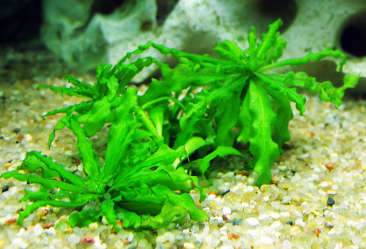 Boliviansk sverdplante