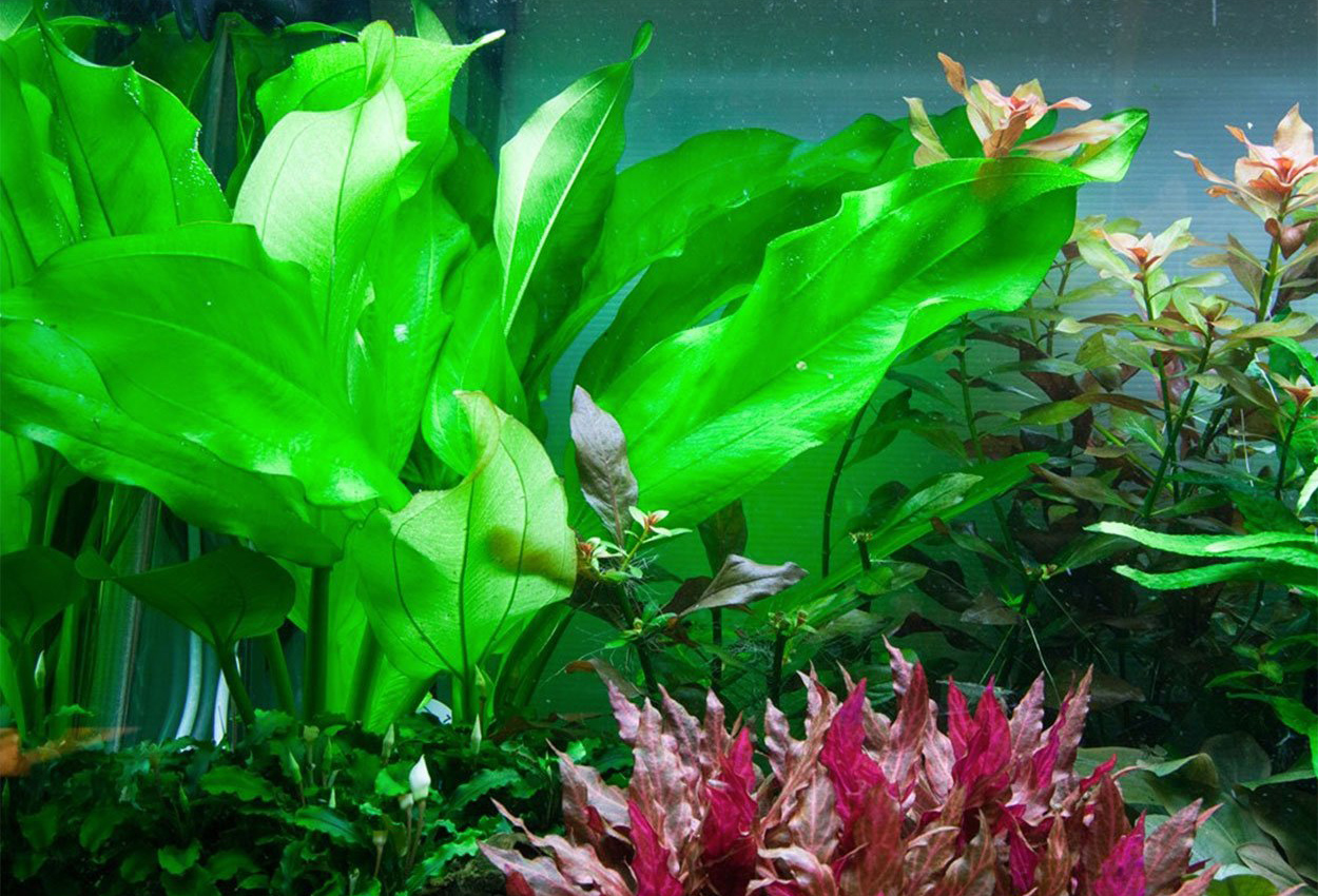Fluitans sverdplante
