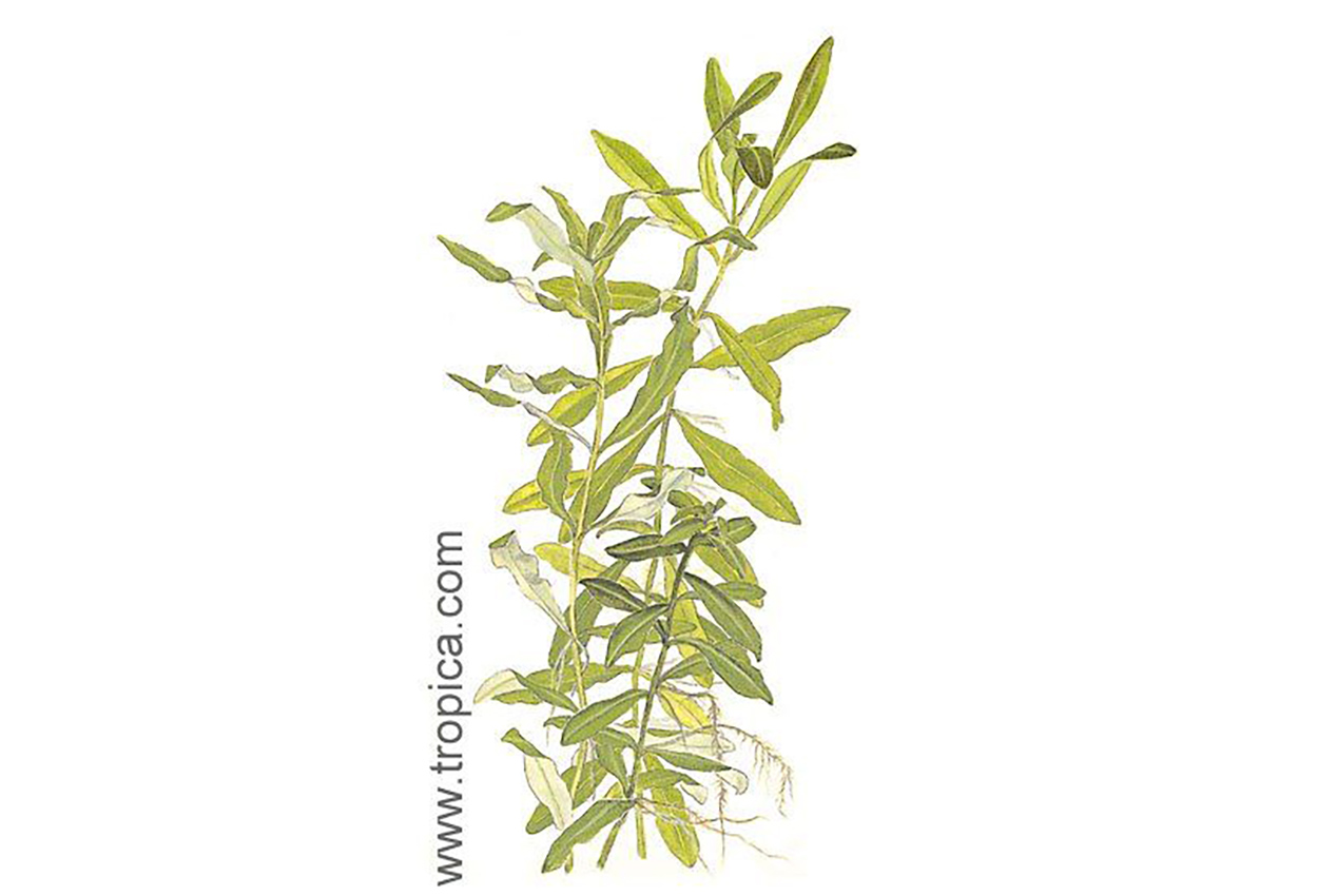 Hygrophila <i>polysperma</i>
