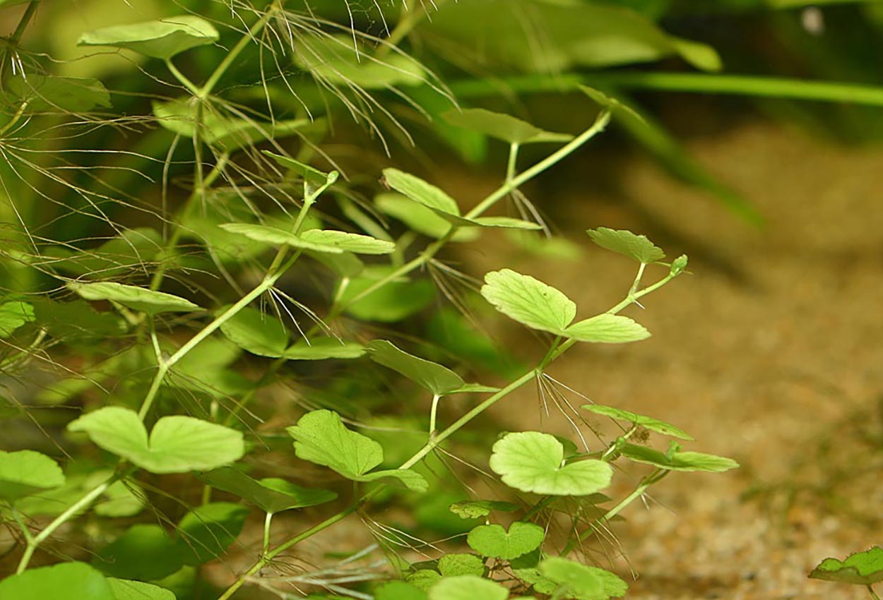 Hydrocotyle <i>leucocephala</i>