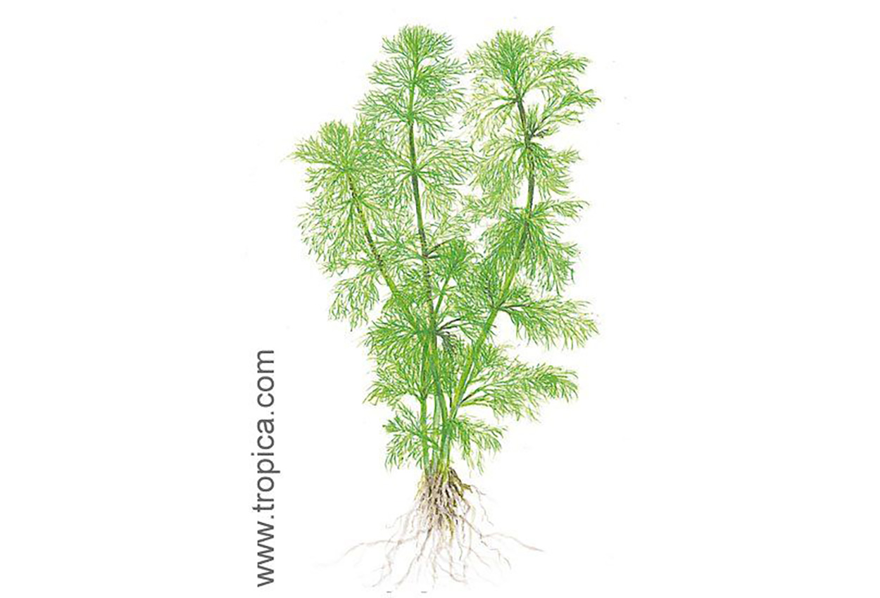 Giant limnophila