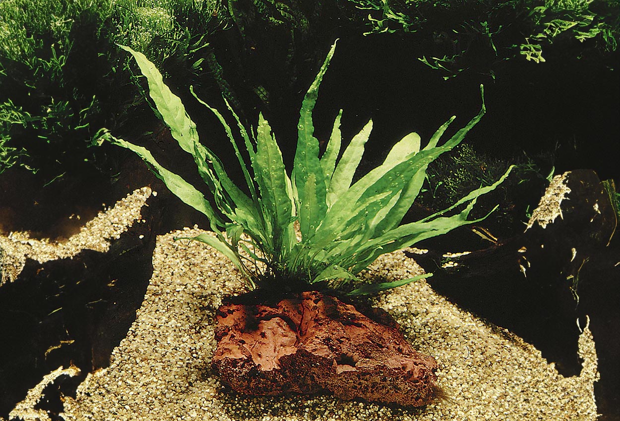 Microsorum <i>pteropus</i>