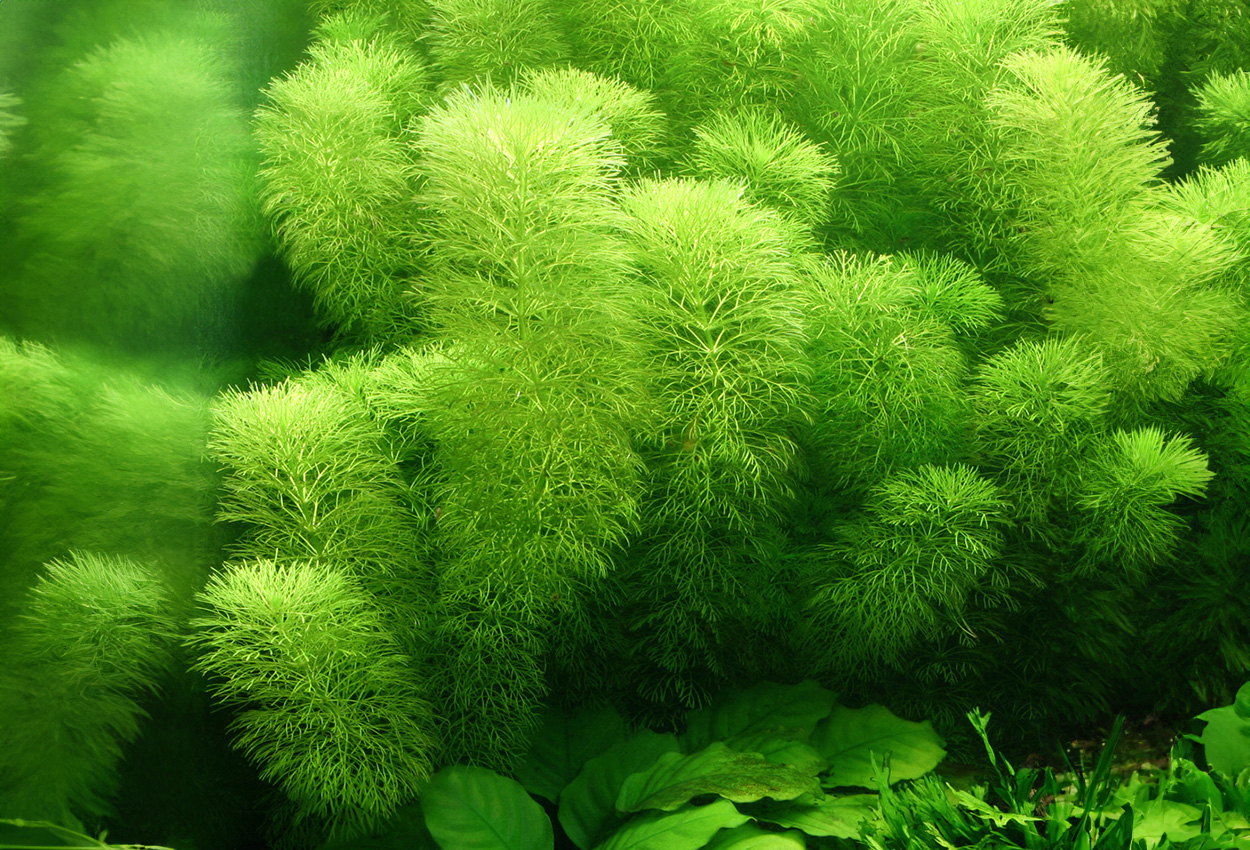 Limnophila <i>sessiliflora</i>