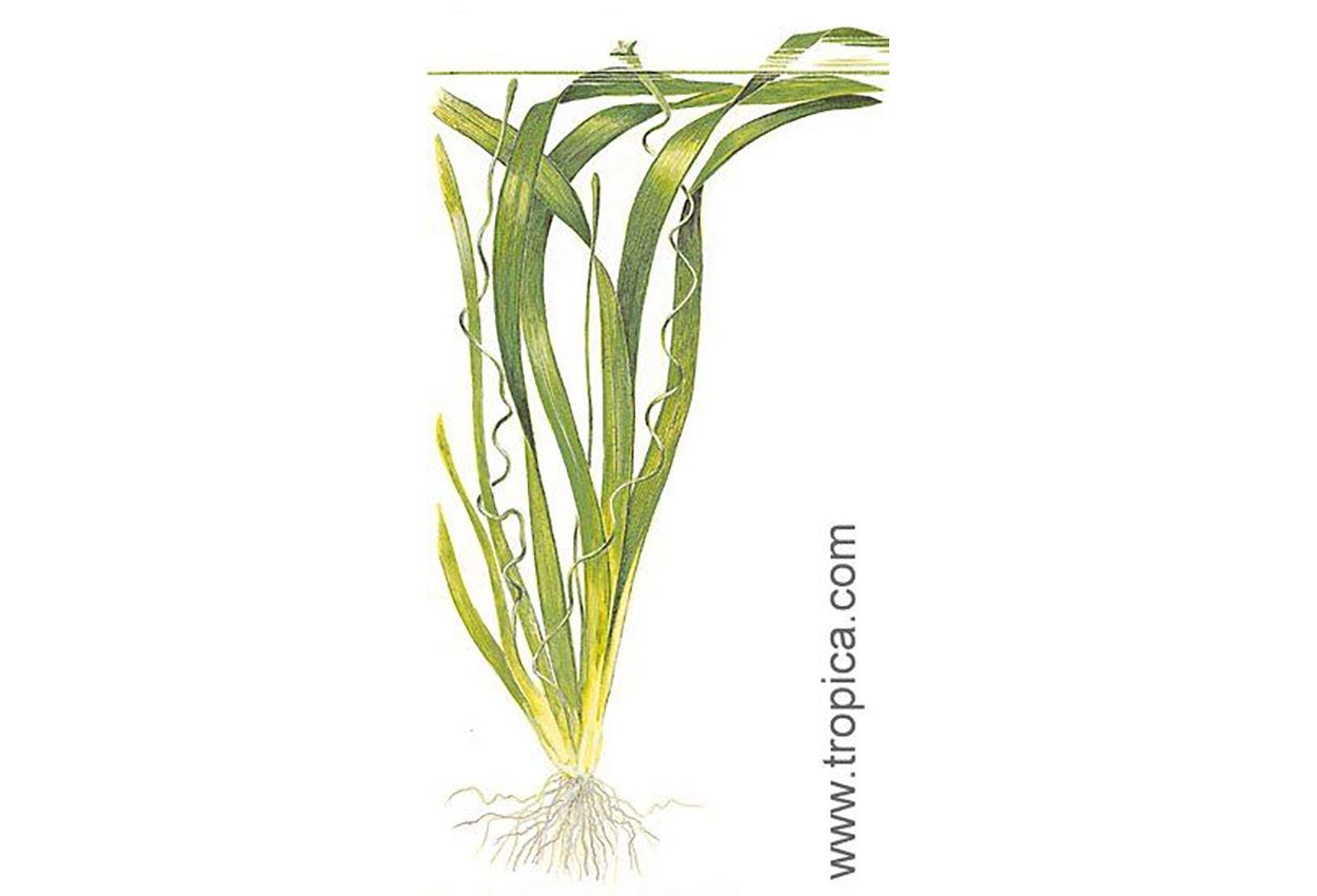 Kjempe Vallisneria