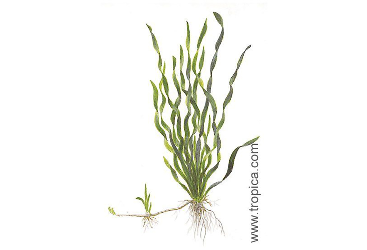 Asiatisk skruvallisneria