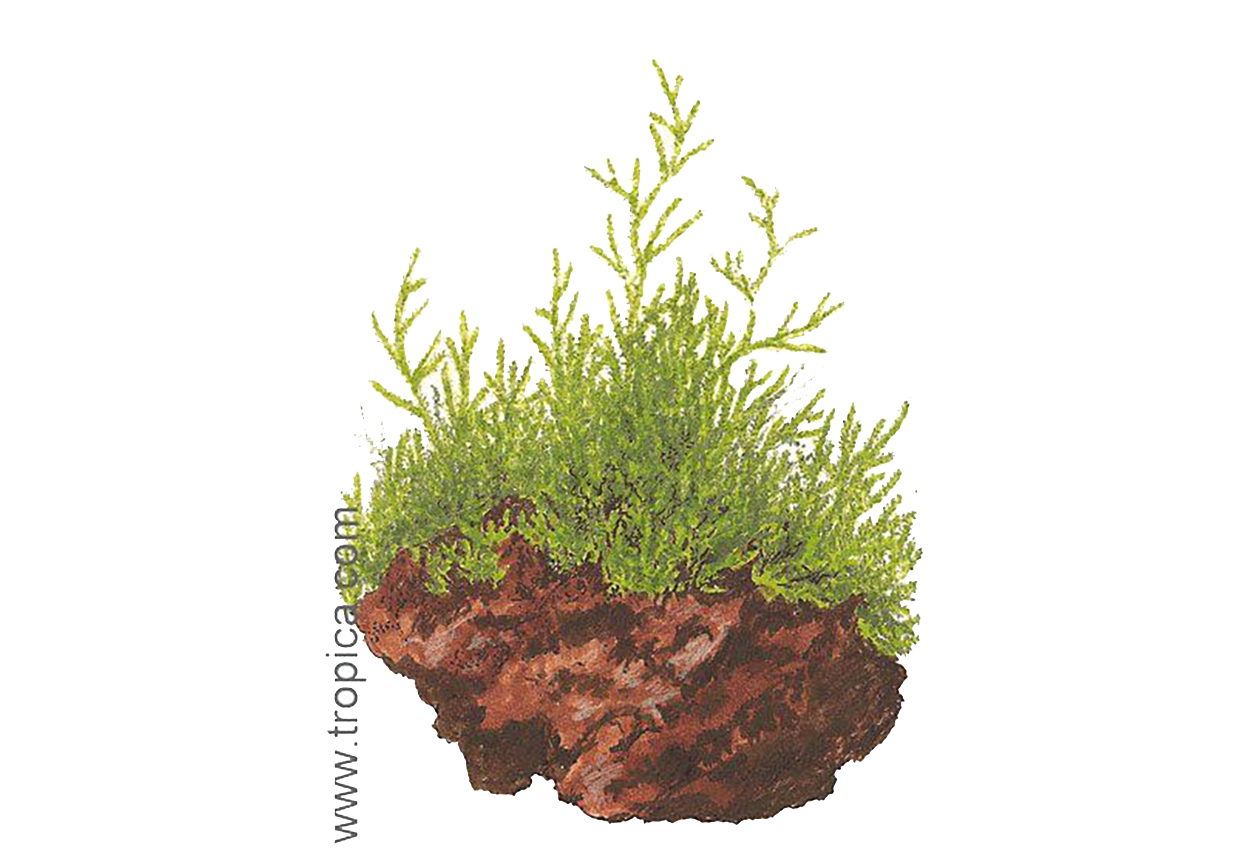 Vesicularia <i>dubyana</i>