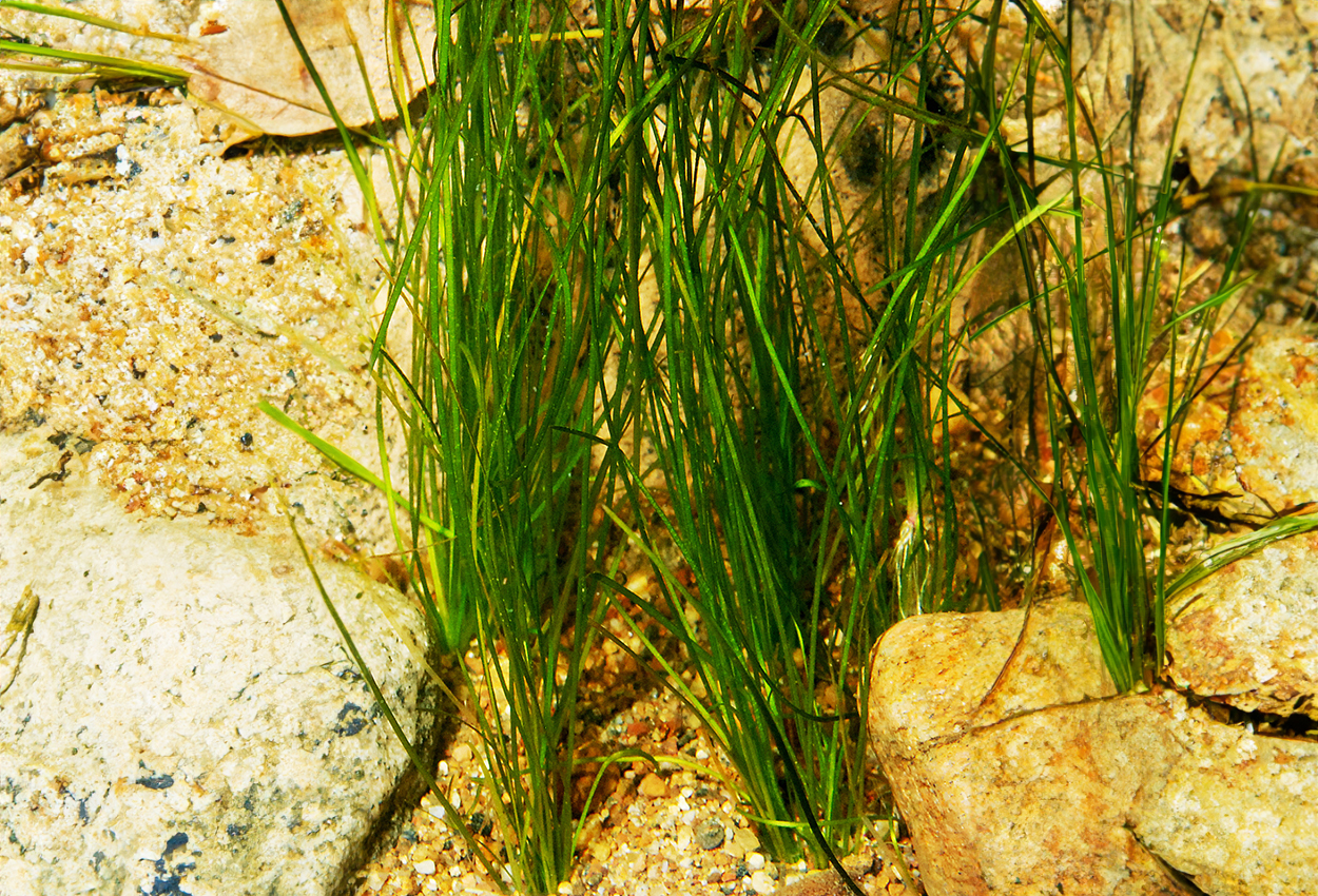Dverg Vallisneria