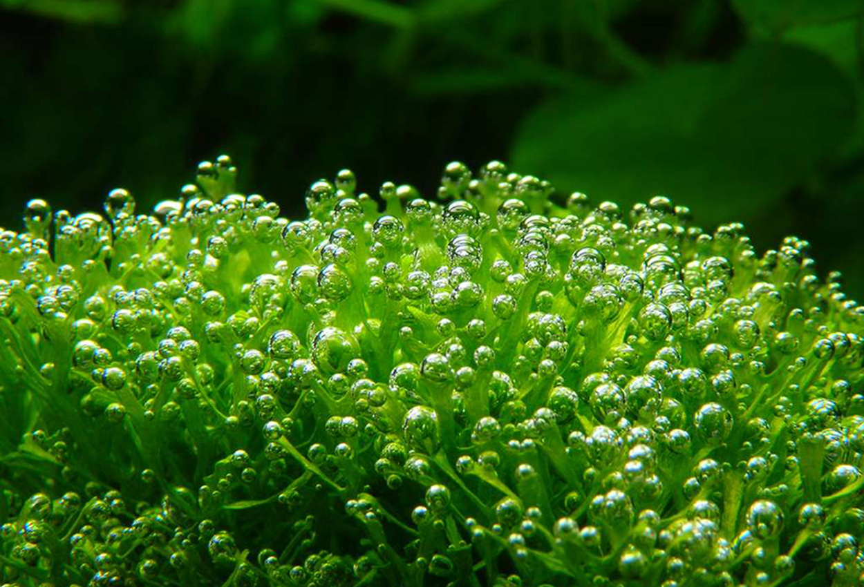 Riccia <i>fluitans</i>
