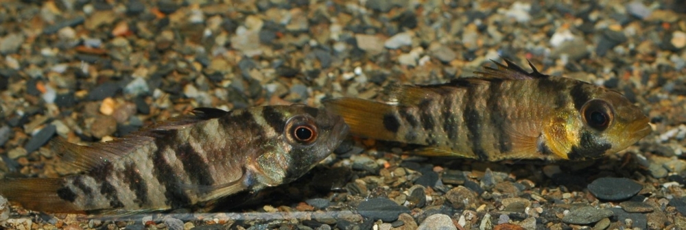 Apistogramma baenschi