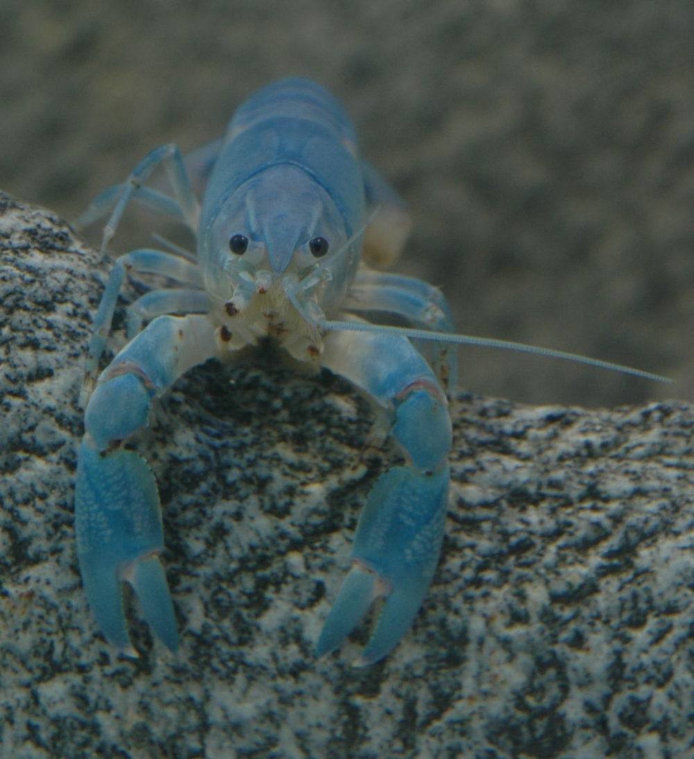 Cherax destructor