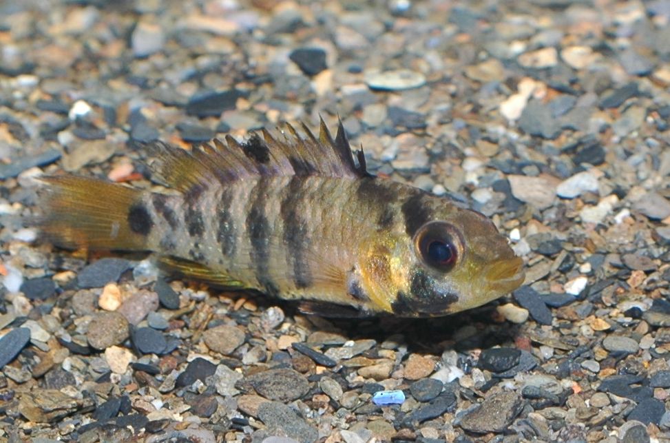Apistogramma baenschi