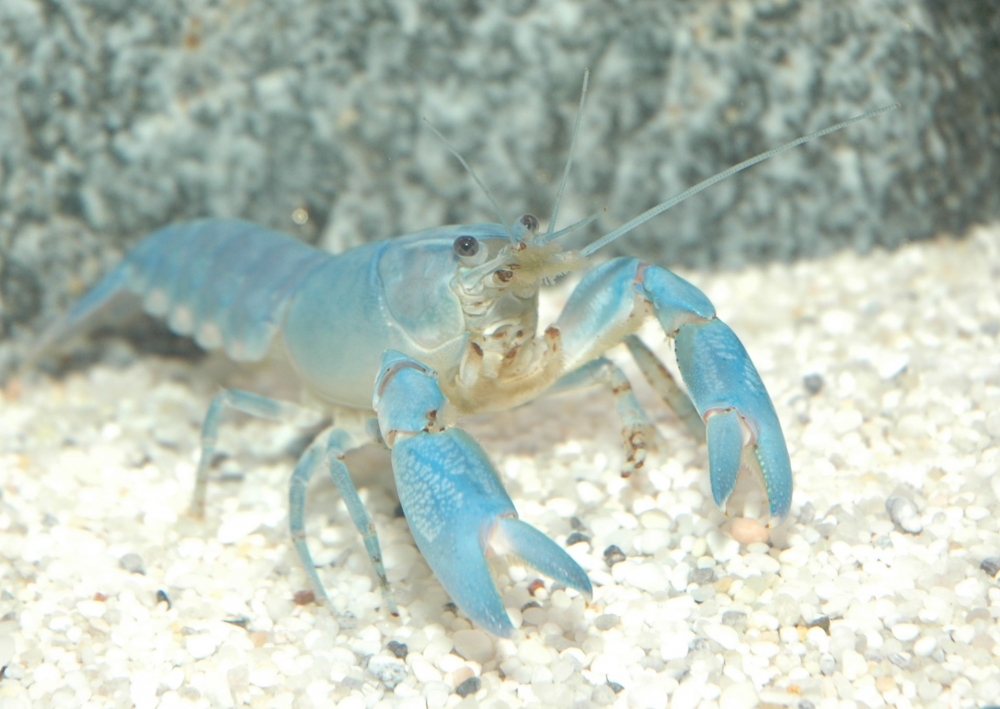 Cherax destructor