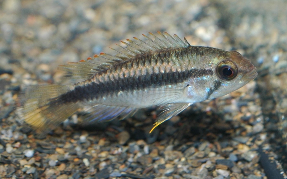 Apistogramma sp. "new Chigarno Madeira aff. pulchra"