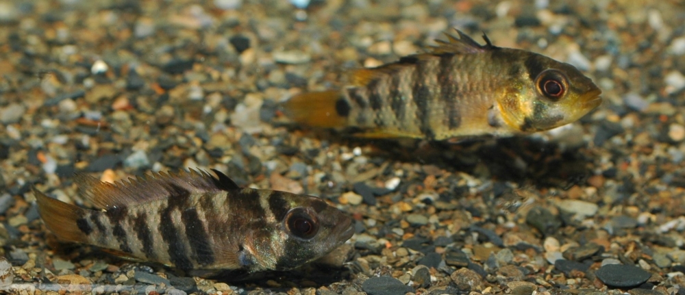 Apistogramma baenschi