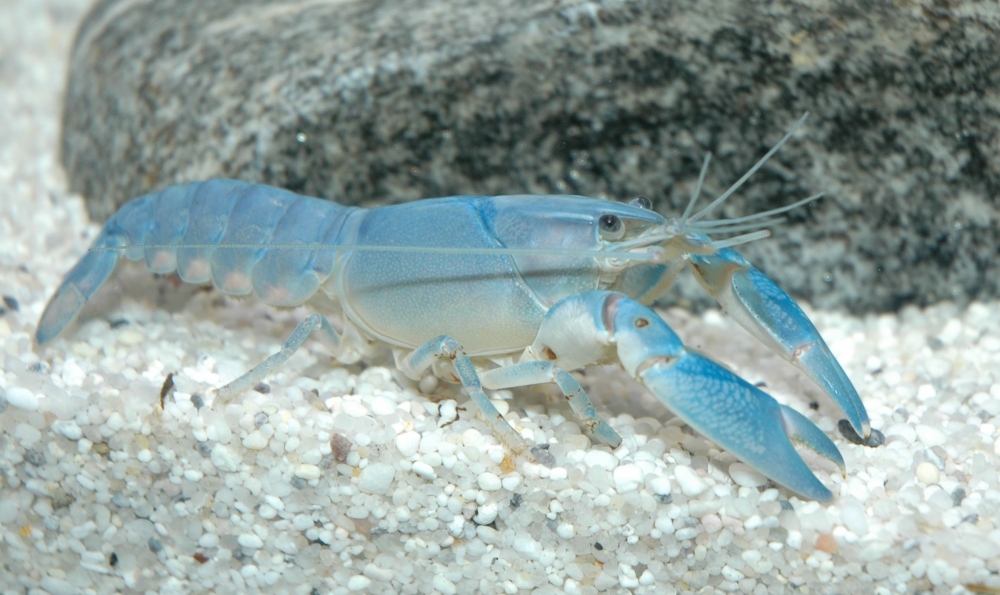 Cherax destructor