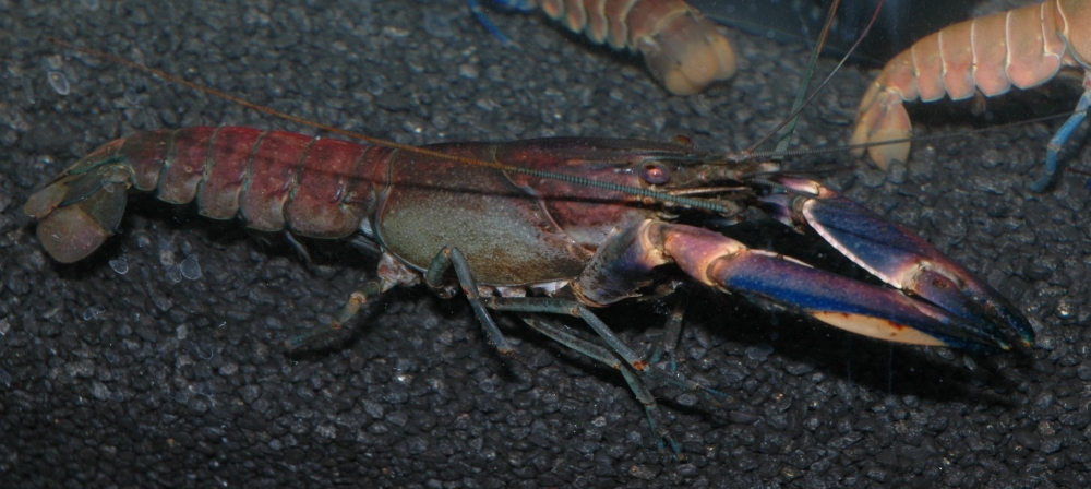 Zierfische & Aquarium 2005