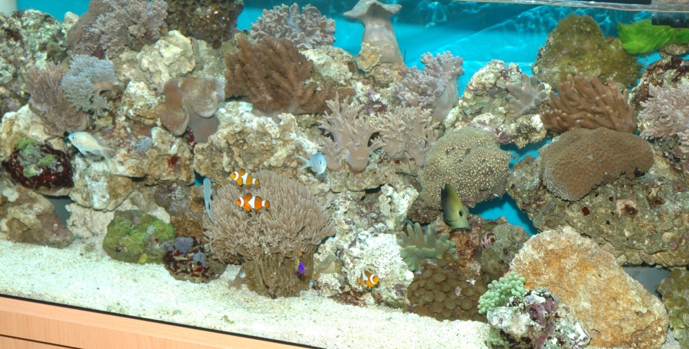 Zierfische & Aquarium 2005