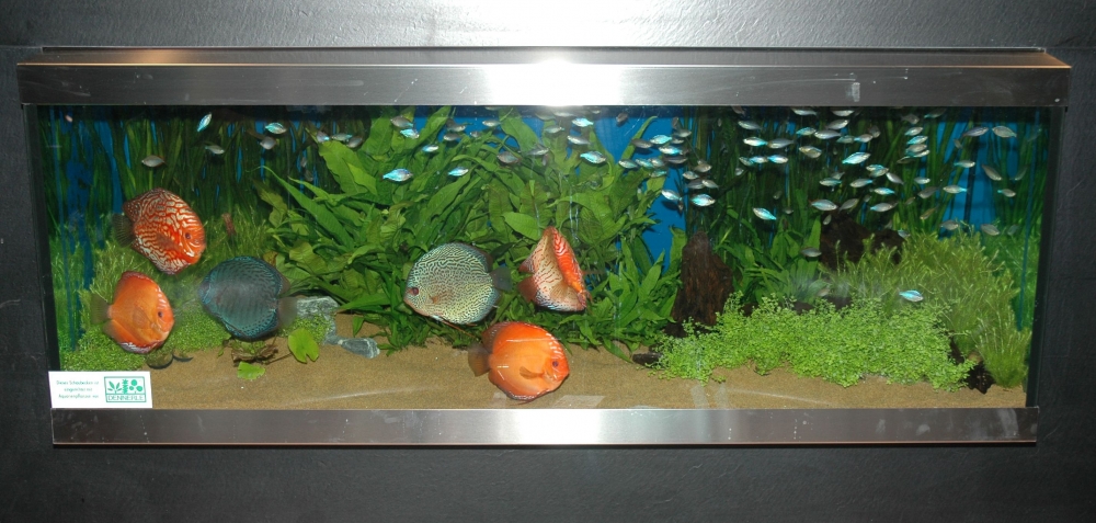 Zierfische & Aquarium 2005