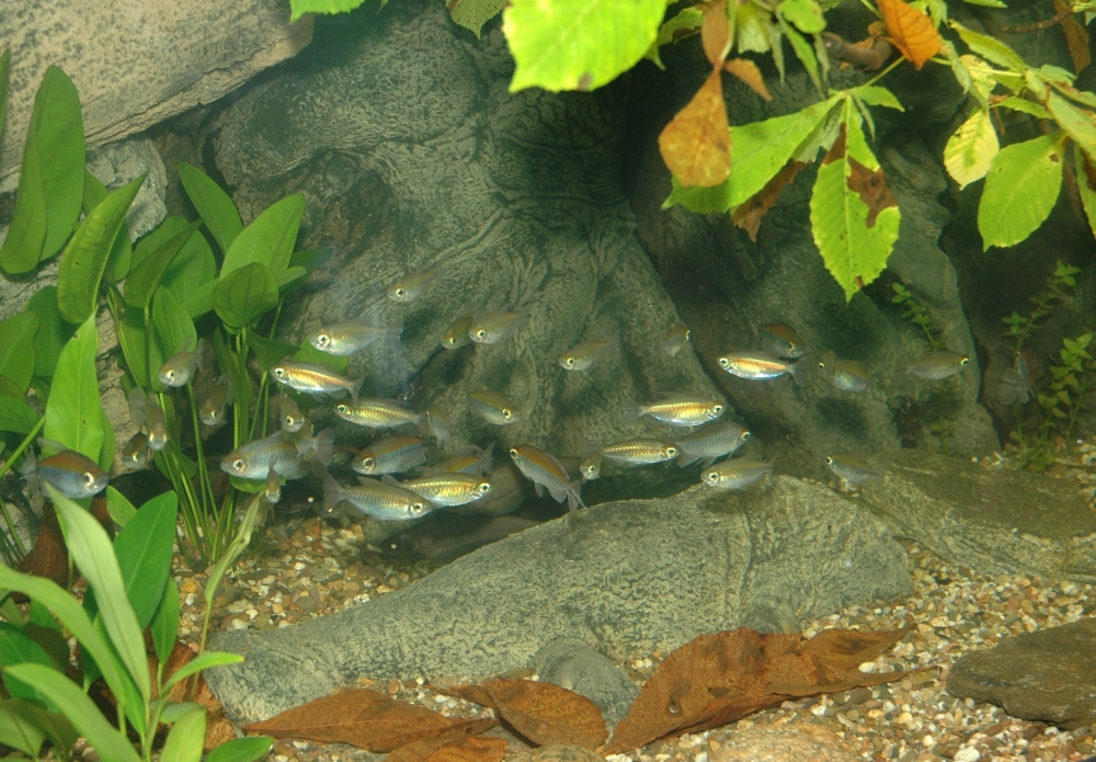 Kongotetra + Woodrock