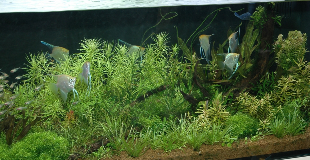 Växtakvarium
