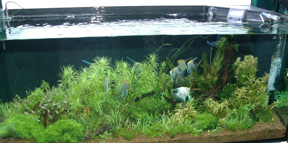 Växtakvarium