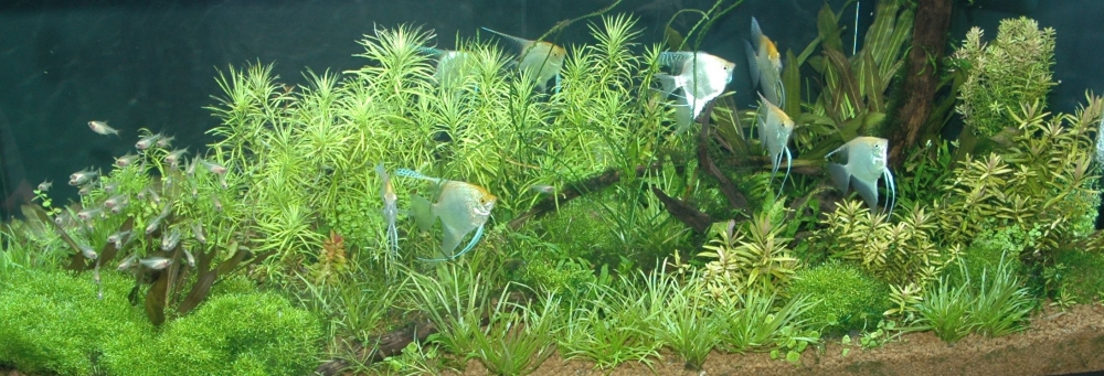 Växtakvarium