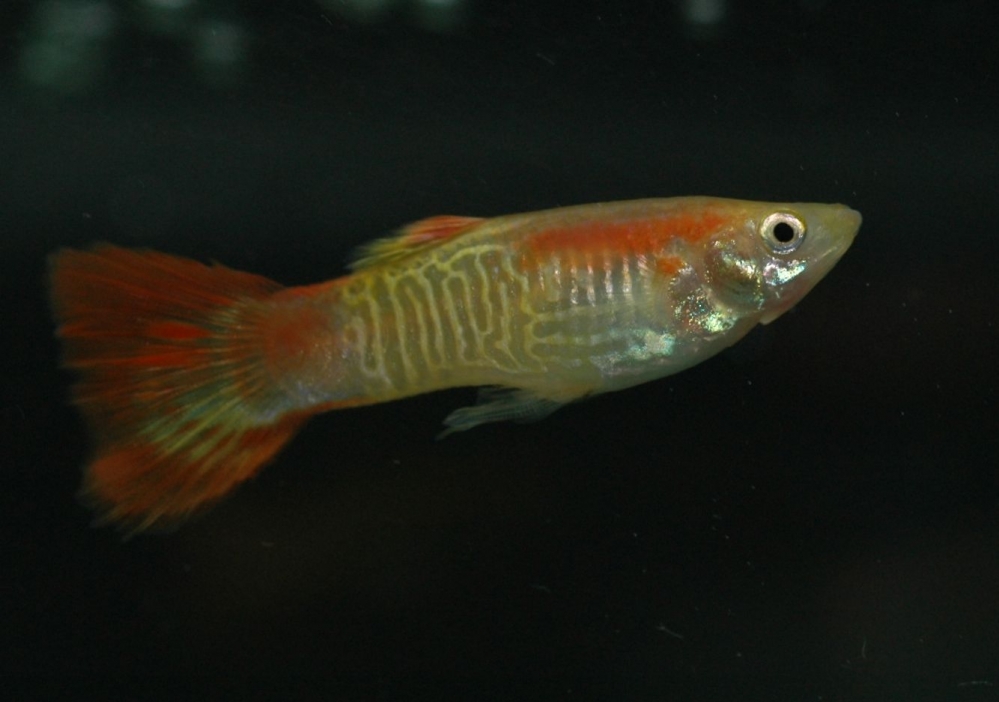 Poecilia reticulata