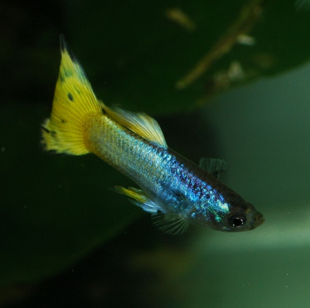 Poecilia reticulata