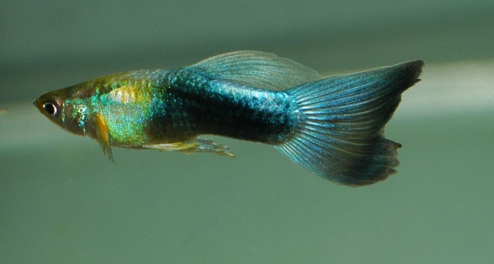 Poecilia reticulata