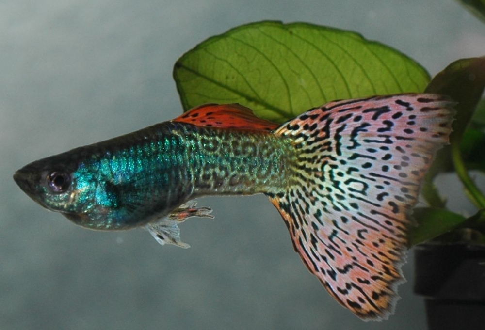 Poecilia reticulata