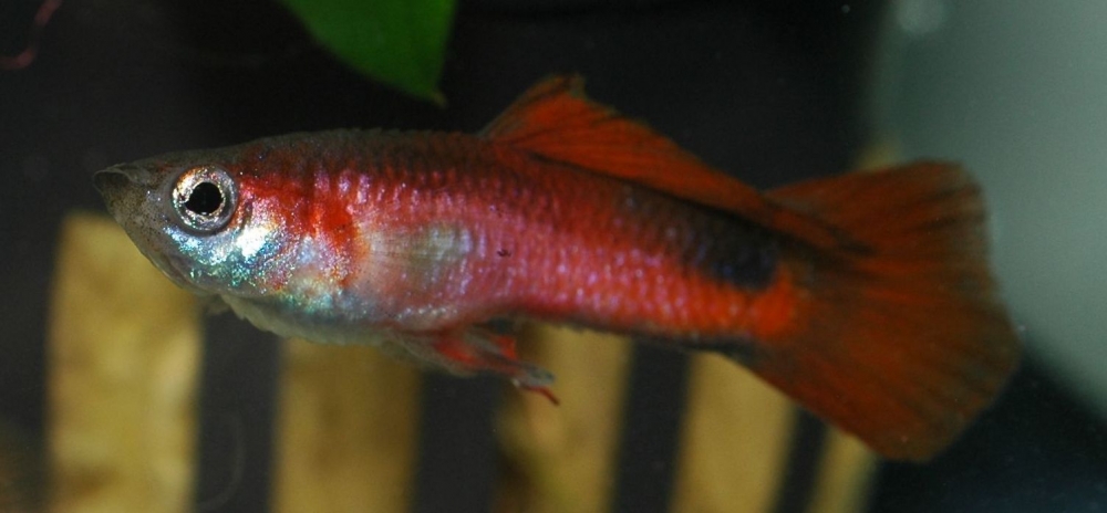 Poecilia reticulata