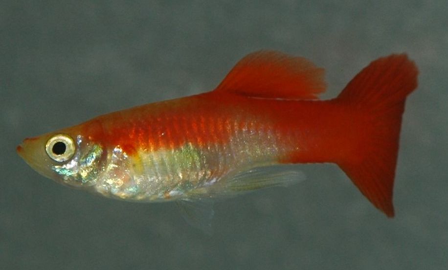 Poecilia reticulata