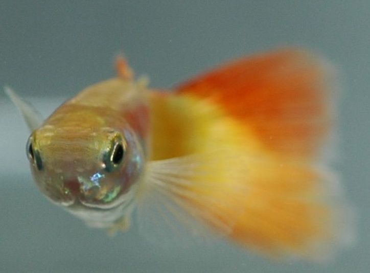 Poecilia reticulata
