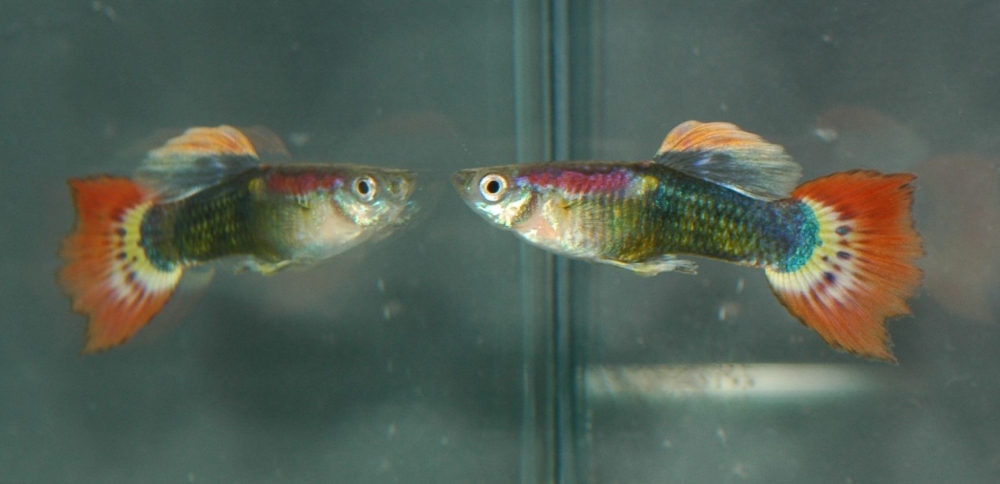 Poecilia reticulata