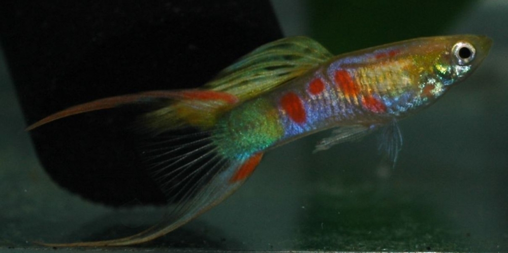 Poecilia reticulata