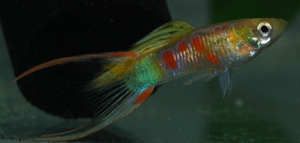 Poecilia reticulata