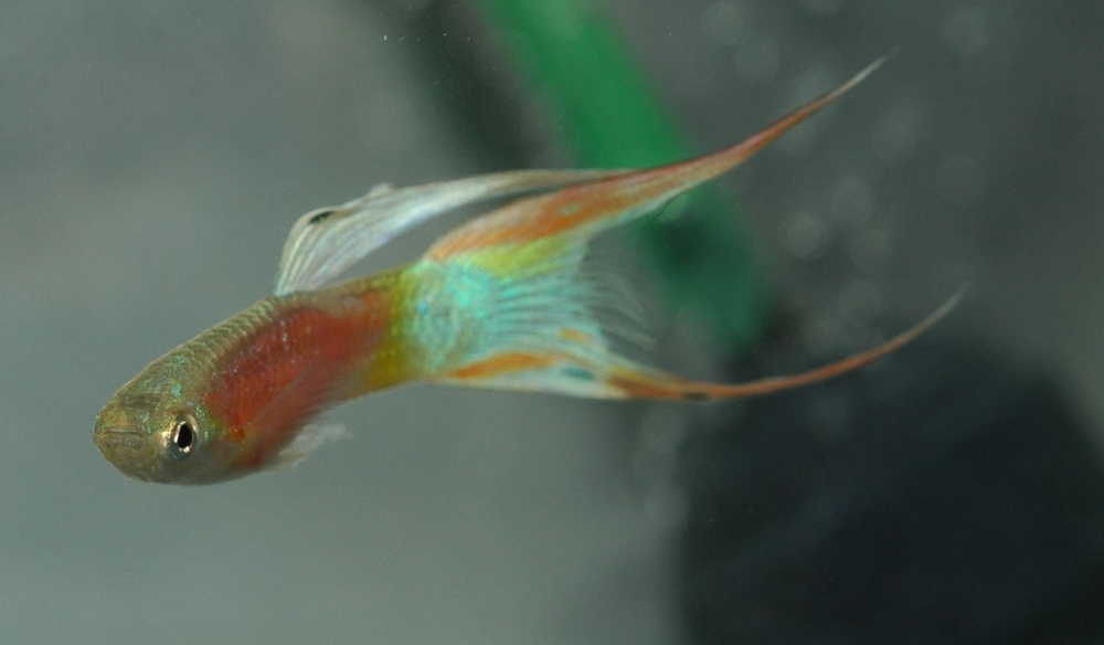 Poecilia reticulata