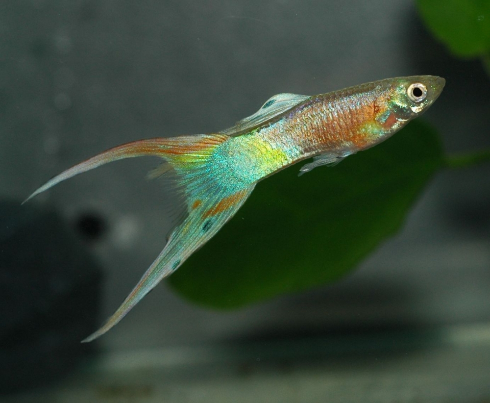 Poecilia reticulata