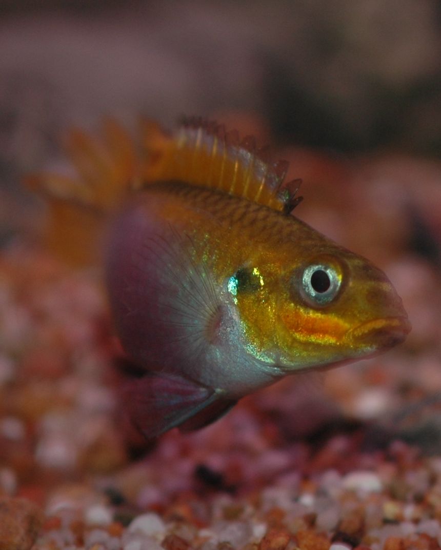 Pelvicachromis taeniatus, "Dehane"
