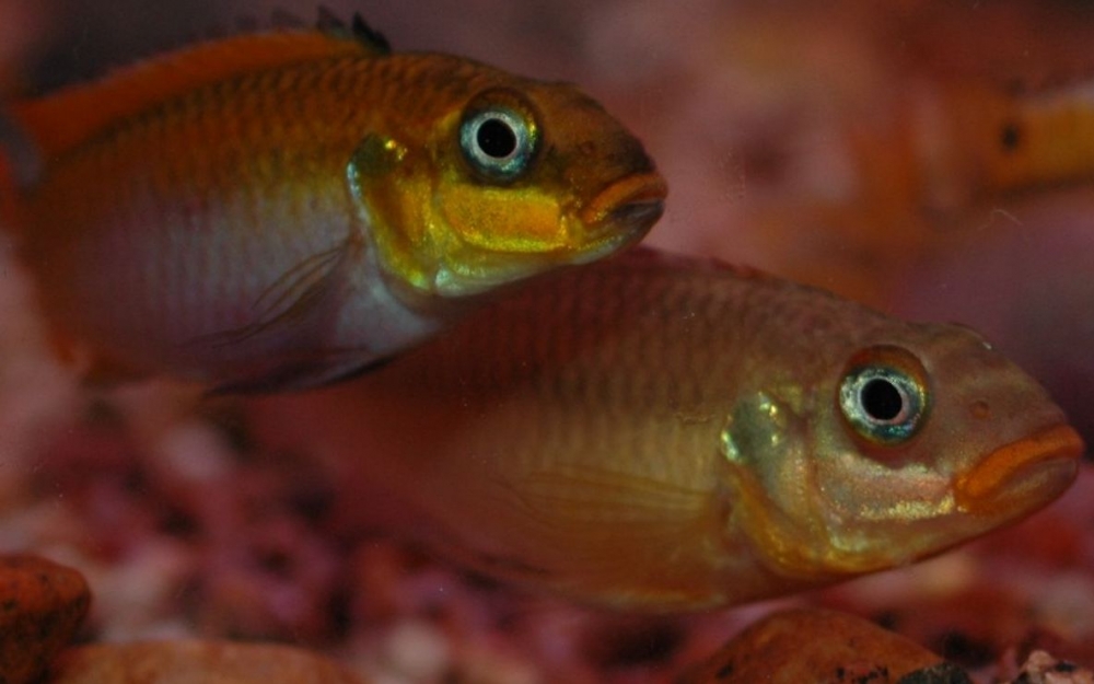 Pelvicachromis taeniatus, "dehane"