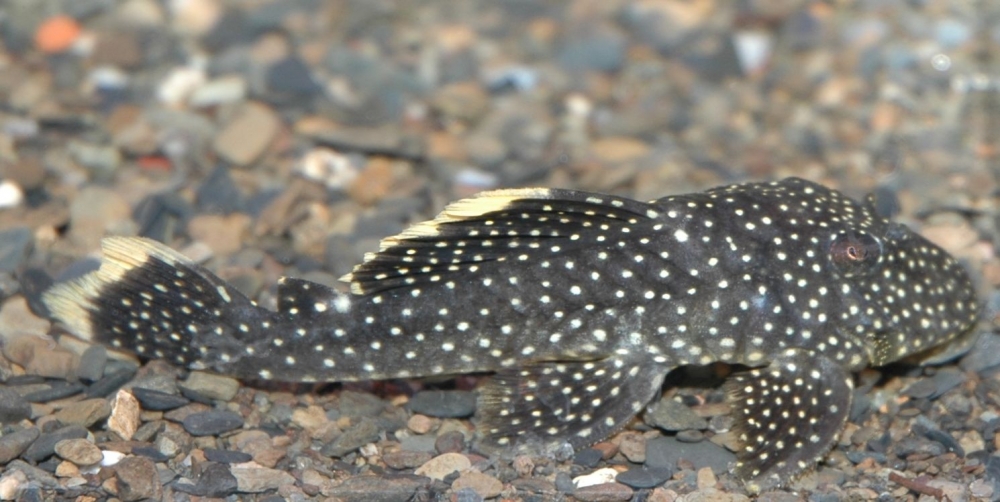 Baryancistrus sp. "L081"