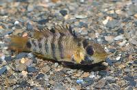 Apistogramma baenschi