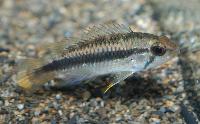 Apistogramma sp. "new Chigarno Madeira aff. pulchra"
